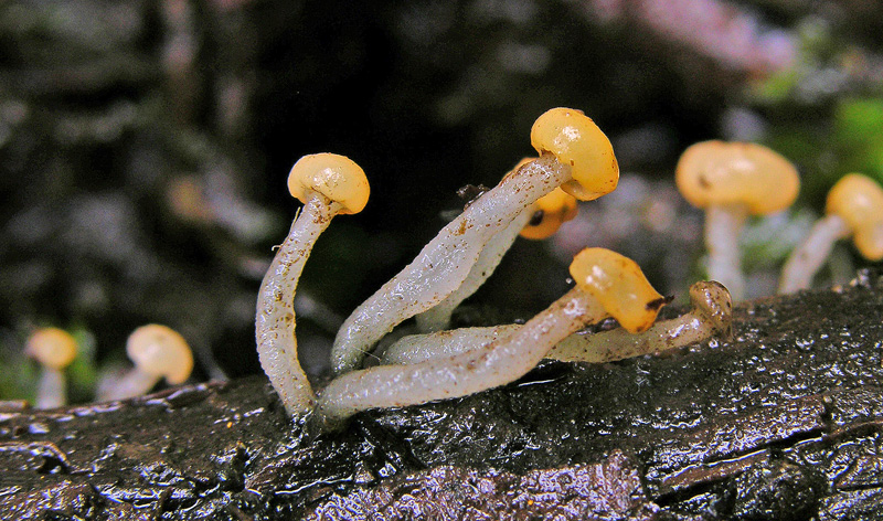 Vibrissea truncorum